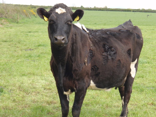 Jenny Young - Castlefarm Cow